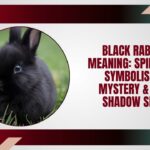 Black Rabbit Meaning: Spiritual Symbolism, Mystery & the Shadow Self